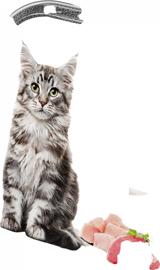 Jacky alutálka ragu szárnyas-borjú 100g junior macskáknak